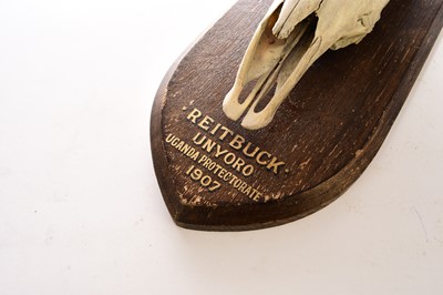 Lot 595 - Taxidermy: Mounted reedbuck (reitbuk) skull with horns, early 20th century