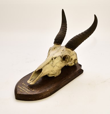 Lot 595 - Taxidermy: Mounted reedbuck (reitbuk) skull with horns, early 20th century