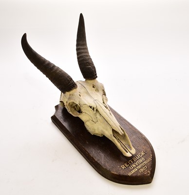 Lot 595 - Taxidermy: Mounted reedbuck (reitbuk) skull with horns, early 20th century