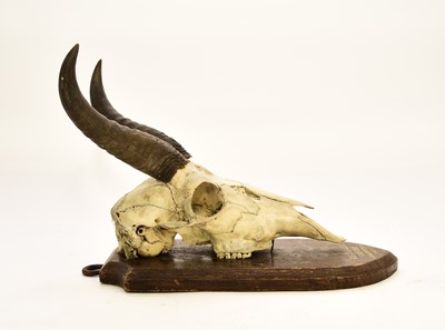 Lot 595 - Taxidermy: Mounted reedbuck (reitbuk) skull with horns, early 20th century