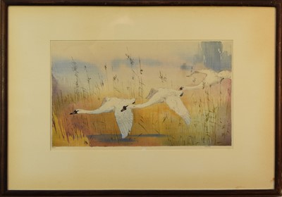 Lot 401 - Allen William Seaby (1867-1953) Mute Swans in Flight