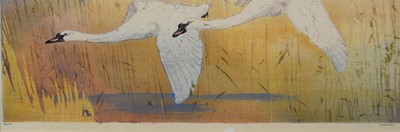 Lot 401 - Allen William Seaby (1867-1953) Mute Swans in Flight