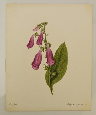 Lot 101 - British School (late 19th-early 20th Century) Collection of 47 Botanical Watercolours