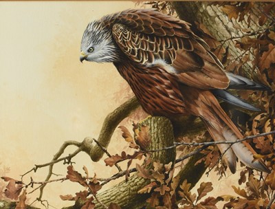 Lot 103 - Terence Lambert (British b.1951) Red Kite