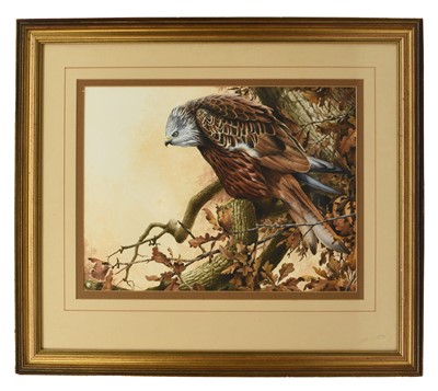 Lot 103 - Terence Lambert (British b.1951) Red Kite