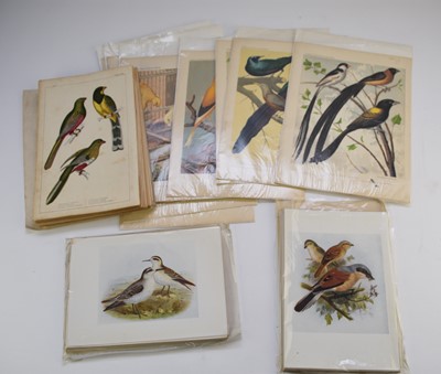 Lot 87 - BIRD PLATES. Large quantity of 19th century bird plates, many hand coloured (several hundred) (box)