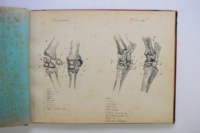 Lot 93 - MANUSCRIPT. Anatomy of the Horse, Cow, Deer, Dog and Sheep, Cheswardine, Shropshire, 1887.