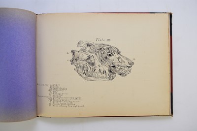 Lot 93 - MANUSCRIPT. Anatomy of the Horse, Cow, Deer, Dog and Sheep, Cheswardine, Shropshire, 1887.