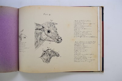 Lot 93 - MANUSCRIPT. Anatomy of the Horse, Cow, Deer, Dog and Sheep, Cheswardine, Shropshire, 1887.