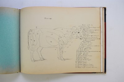 Lot 93 - MANUSCRIPT. Anatomy of the Horse, Cow, Deer, Dog and Sheep, Cheswardine, Shropshire, 1887.