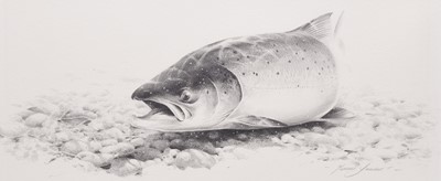 Lot 270 - Terence Lambert (b.1951) Two Salmon Drawings