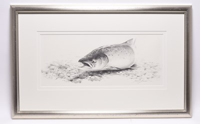 Lot 270 - Terence Lambert (b.1951) Two Salmon Drawings