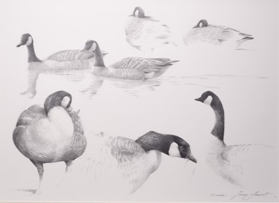 Lot 271 - Terence Lambert (b.1951) Studies of Canada Geese