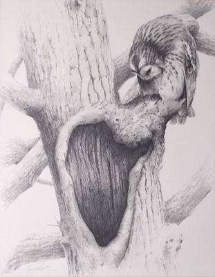 Lot 253 - Terence Lambert (b.1951) A Tawny Owl Inspecting a Nest and collection of cards