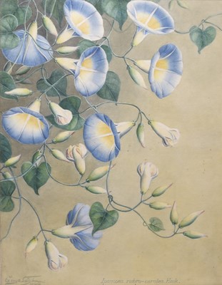 Lot 185 - Sardar Ganda Thakar Singh (Indian 1899-1976) Three Botanical Watercolours