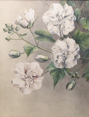 Lot 185 - Sardar Ganda Thakar Singh (Indian 1899-1976) Three Botanical Watercolours
