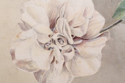 Lot 185 - Sardar Ganda Thakar Singh (Indian 1899-1976) Three Botanical Watercolours