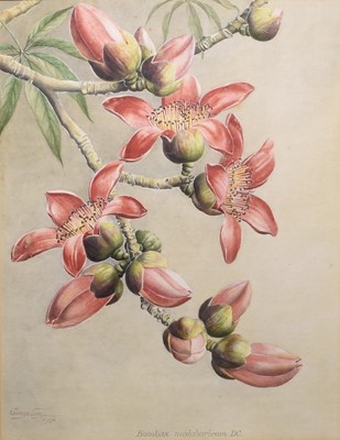 Lot 186 - Sardar Ganda Thakar Singh (Indian 1899-1976) Three Botanical Watercolours