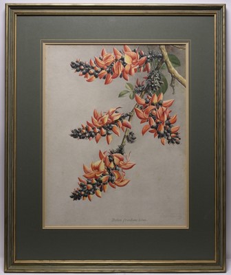 Lot 186 - Sardar Ganda Thakar Singh (Indian 1899-1976) Three Botanical Watercolours