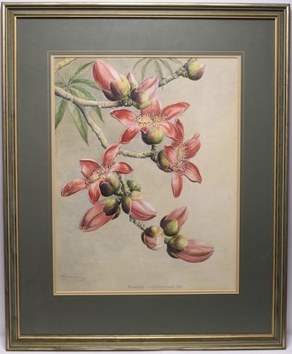 Lot 186 - Sardar Ganda Thakar Singh (Indian 1899-1976) Three Botanical Watercolours