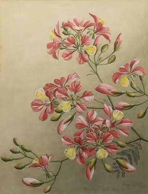 Lot 186 - Sardar Ganda Thakar Singh (Indian 1899-1976) Three Botanical Watercolours