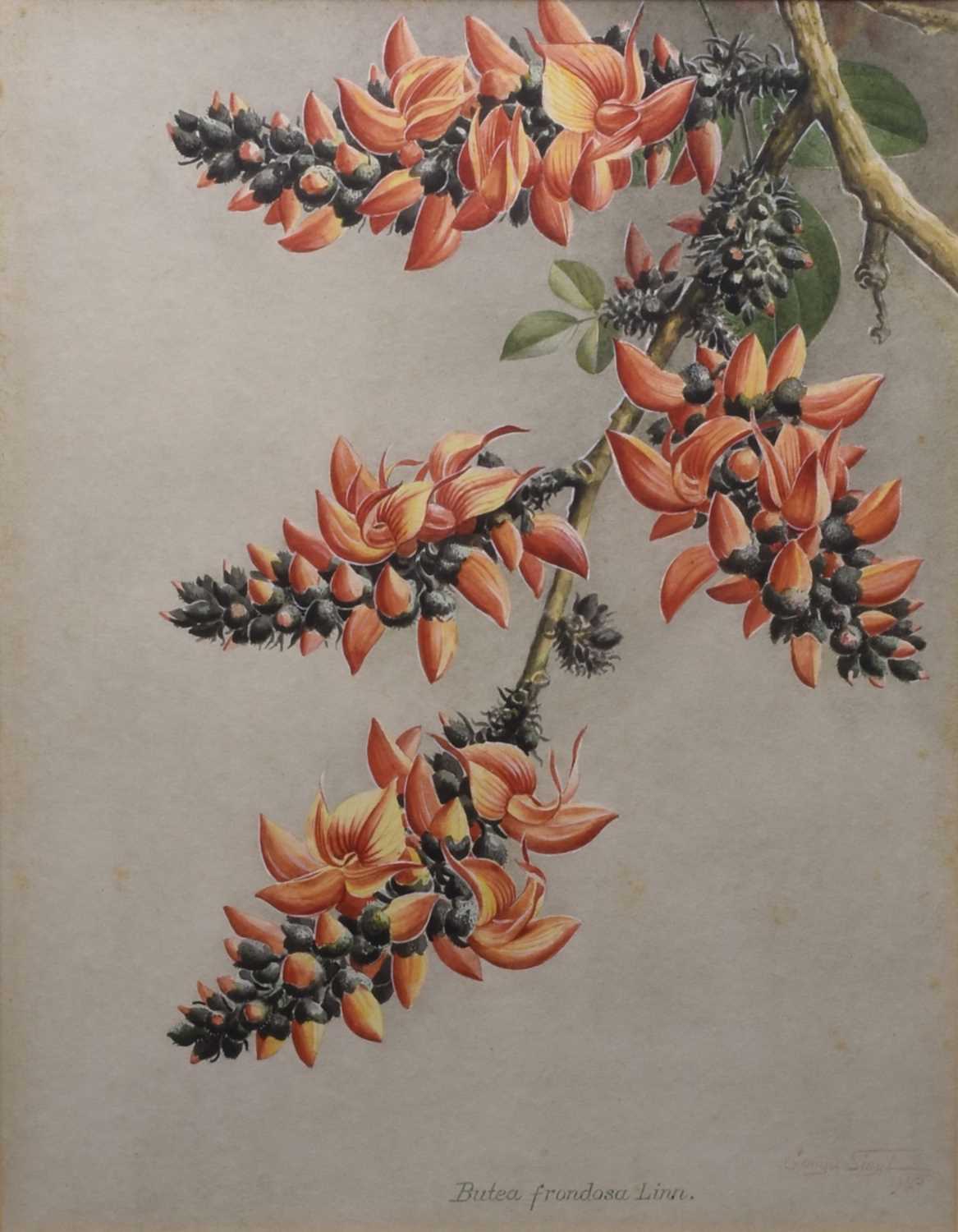 Lot 186 - Sardar Ganda Thakar Singh (Indian 1899-1976) Three Botanical Watercolours