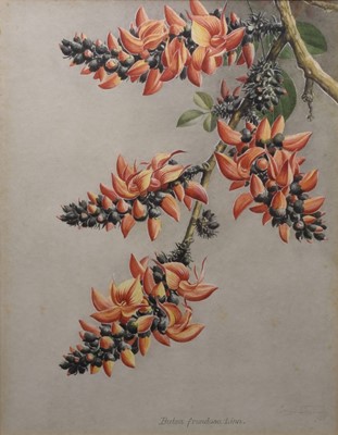 Lot 186 - Sardar Ganda Thakar Singh (Indian 1899-1976) Three Botanical Watercolours