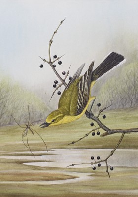 Lot 280 - David Smithurst (1942-2001) Western Yellow Wagtail, and six further Ornithological Studies