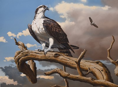 Lot 66 - Adrian Rigby (b.1962) Osprey, The Master Fisherman