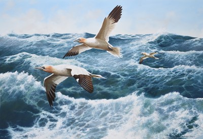 Lot 67 - Adrian Rigby (b.1962) Gannets at Sea