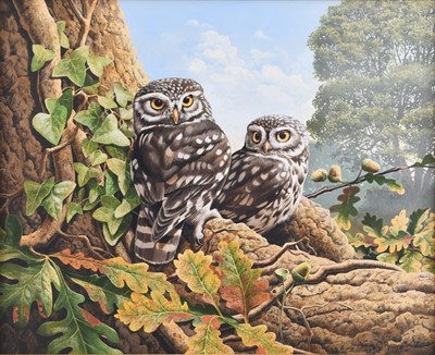 Lot Adrian Rigby (b.1962) Little Owls