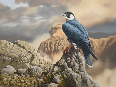 Lot 34 - Adrian Rigby (b.1962) Peregrine Above Milk Cove