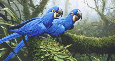 Lot 278 - Adrian Rigby (b.1962) Hyacinth Macaws