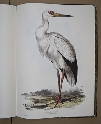 Lot 65 - ILLUSTRATIONS OF BIRDS DRAWN FOR JOHN GOULD by Edward Lear.