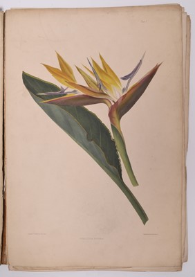 Lot 98 - ROBLEY, Augusta J, A Selection of Madeira Flowers, Drawn and Coloured From Nature. Folio 1845.