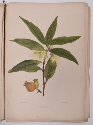 Lot 98 - ROBLEY, Augusta J, A Selection of Madeira Flowers, Drawn and Coloured From Nature. Folio 1845.