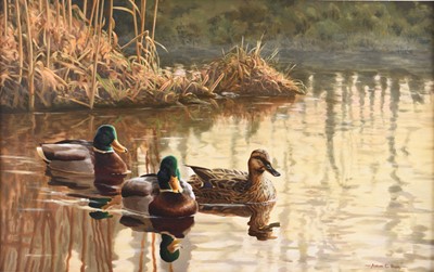 Lot 707 - Adrian Rigby (b.1962) Mallards at Dusk