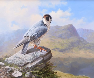 Lot 276 - Adrian Rigby (b.1962) Peregrine, Prince of the Fells