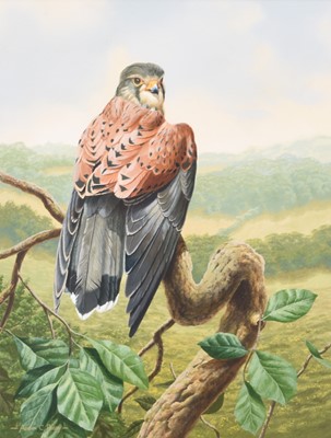 Lot 40 - Adrian Rigby (b.1962) Kestrel