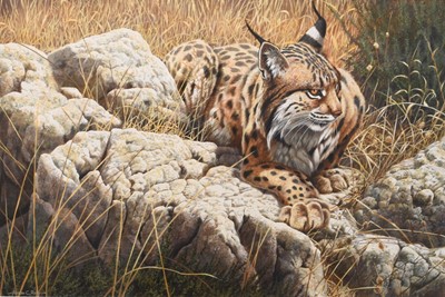 Lot 110 - Adrian Rigby (b.1962) Spanish Lynx in the Noonday Heat