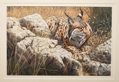 Lot 110 - Adrian Rigby (b.1962) Spanish Lynx in the Noonday Heat