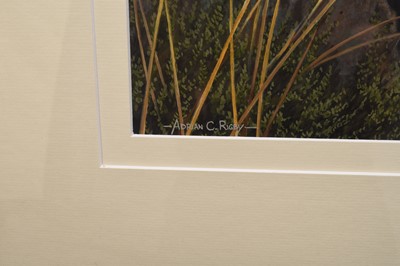 Lot 110 - Adrian Rigby (b.1962) Spanish Lynx in the Noonday Heat