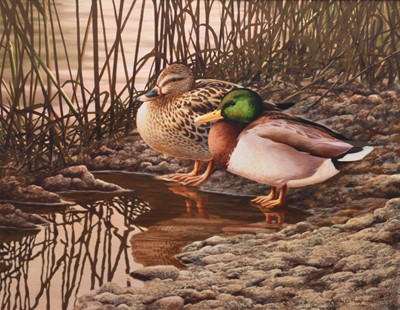 Lot 601 - Adrian Rigby (b.1962) Mallards, Sunset on the Shallows