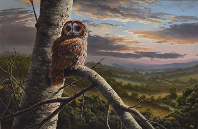 Lot 262 - Adrian Rigby (b.1962) Tawny Owl at Twilight