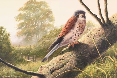 Lot 44 - Adrian Rigby (b.1962) Kestrel