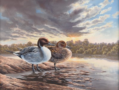 Lot Adrian Rigby (b.1962) Pintail Ducks