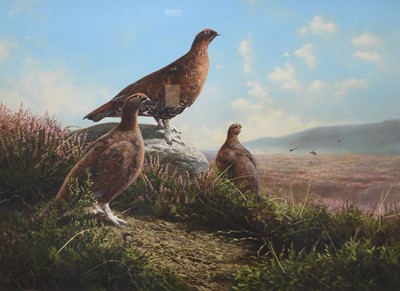 Lot 31 - Adrian Rigby (b.1962) Red Grouse, Pride of the Moor