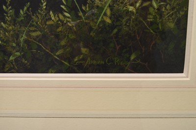 Lot 31 - Adrian Rigby (b.1962) Red Grouse, Pride of the Moor