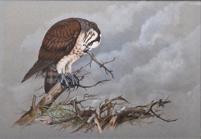 Lot 254 - Terence Lambert (b.1951) Osprey Building a Nest