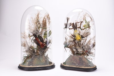 Lot 53 - Taxidermy: A pair of ornithological displays under glass domes